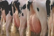 late-lactating-dairy-cows