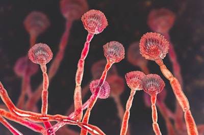 Mycotoxin research is growing in popularity, but the discovery of control and mitigation methods is lagging. (Dr_Microbe | iStock.com)