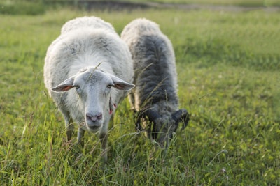 Sheep Graze In The Meadow. One Sheep Looks Straight, The Other S