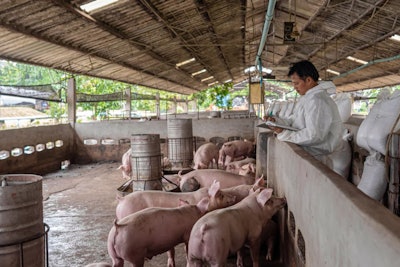 Asian Veterinarian Working And Checking The Pig In Hog Farms, An