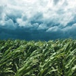Corn Field And Stormy Sky, Strong Wind Is Blowing And Bending Pl