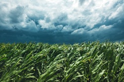 Corn Field And Stormy Sky, Strong Wind Is Blowing And Bending Pl