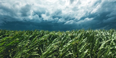 Corn Field And Stormy Sky, Strong Wind Is Blowing And Bending Pl