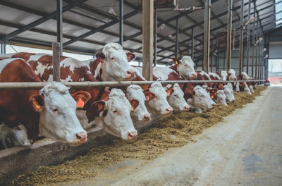 Minerals and vitamins influence many biological processes. Organic forms of trace minerals improve bioavailability with proven immunity and production benefits. (Vladimir Zapletin | iStock.com)