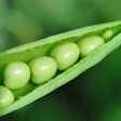 Beautiful Close Up Of Green Fresh Peas And Pea Pods. Healthy Foo