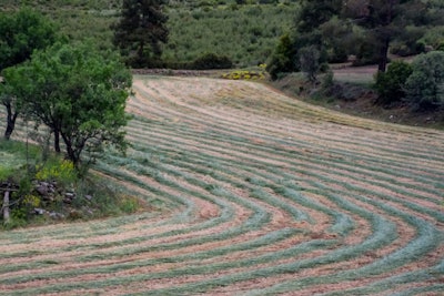 Hay Cut In The Field Lies In Rows And Dries. Livestock Feed Hay