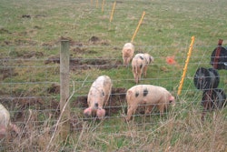 organic-pigs-diets