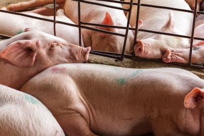 Caged Pigs Cram Together In Nga Bay, Vietnam