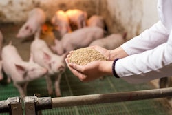 Veterinarian Holding Dry Food In Granules In Hands And Offering