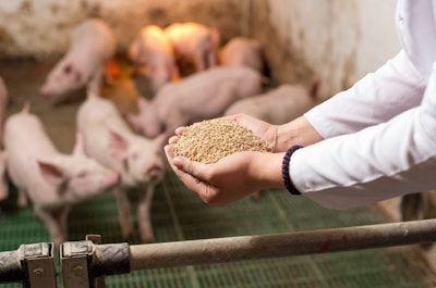 Veterinarian Holding Dry Food In Granules In Hands And Offering