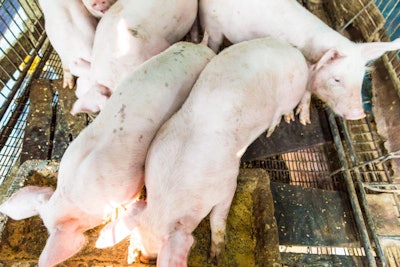 Group Of Pig Eating Food In Traditional Piglet Farm