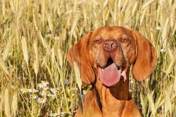 (MartinFredy | BigStock.com)