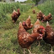Farmers Hen House prides itself on producing organic eggs on farms that are viable and sustainable. (Courtesy Farmers Hen House)