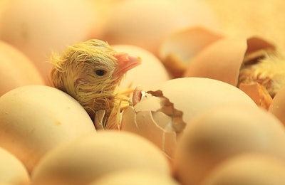 Will in ovo sex sorting replace the practice of euthanizing newly hatched layer cockerels? (Lukas Blazek | Dreamstime.com)