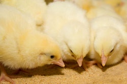 Chickens broilers in a cage in a poultry farm. Industrial farming of chickens