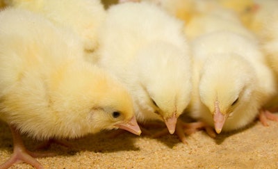 Chickens broilers in a cage in a poultry farm. Industrial farming of chickens