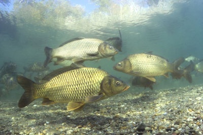 Freshwater Fish Carp (cyprinus Carpio) In The Beautiful Clean Po