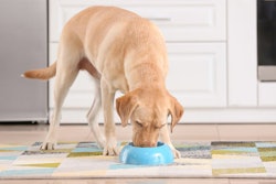 (Pixel-Shot | Shutterstock.com)