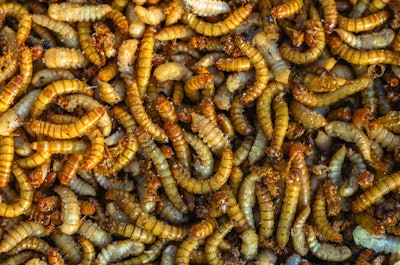 Mealworm-larvae