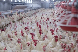 US-broilers-fed-all-vegetable-diets