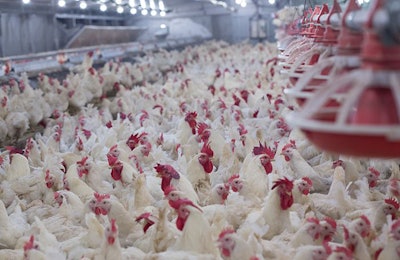 US-broilers-fed-all-vegetable-diets