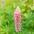 Blooming Lupine Flowers. A Field Of Lupines. Pink Flower In Mead