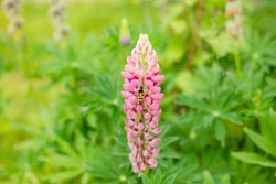 Blooming Lupine Flowers. A Field Of Lupines. Pink Flower In Mead