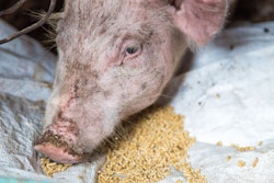 Group Of Pig Eating Food In Traditional Piglet Farm