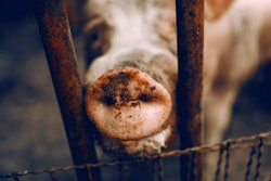 pig-snout-close-up