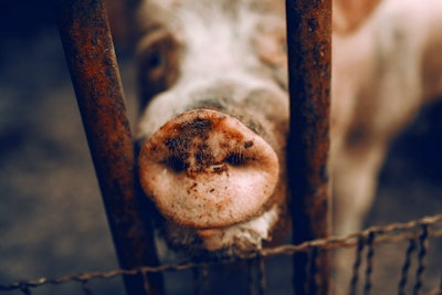 pig-snout-close-up