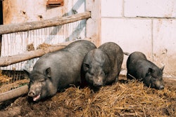 vietnam-pig-farm