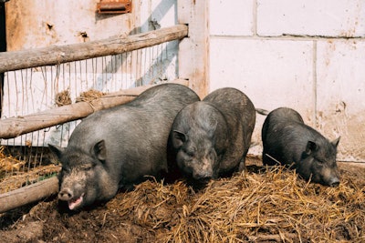 vietnam-pig-farm