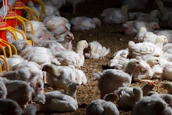 young-white-chickens-in-poultry-house