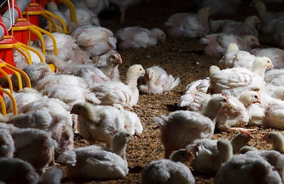 young-white-chickens-in-poultry-house