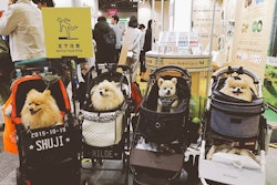 Photo by Alma J. Buelva