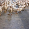 For multi-floor cage-free housing, Big Dutchman has created a plastic for intermediate flooring between house levels. (Courtesy Big Dutchman)