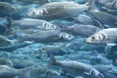 NATIVE.Article 2 aquaculture (c)gettyimages