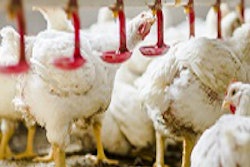 Native_Delacon_broiler feeders