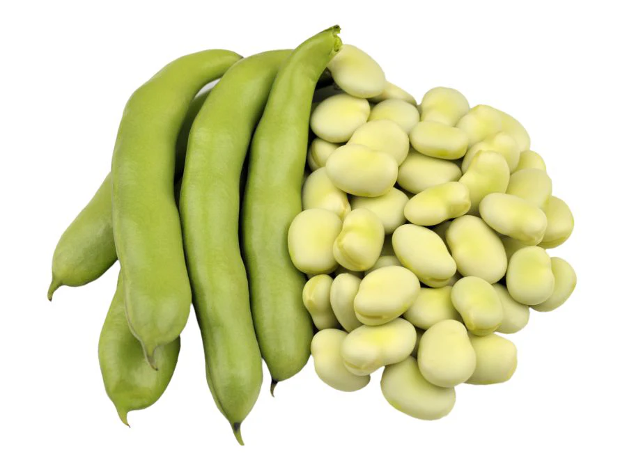 Legumes - Meaning, Types, 10 Examples and Importance of Legumes 10 Fava Beans