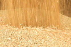 Unloading Grain In A Pile. Pouring Wheat Corns In A Big Heap.