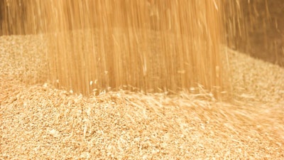 Unloading Grain In A Pile. Pouring Wheat Corns In A Big Heap.