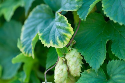 Green Hop Cones On The Vine Humulus. Close-up Of Dry Green Ripe