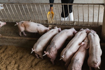 Hands Of Farmer Feeding Pig In Organic Rural Farm Agricultural.