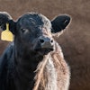 Cute Black Angus Calf With A Yellow Ear Tag On A Brown Backgroun