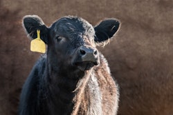 Cute Black Angus Calf With A Yellow Ear Tag On A Brown Backgroun