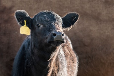 Cute Black Angus Calf With A Yellow Ear Tag On A Brown Backgroun