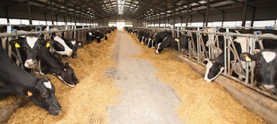 Yeast can improve rumen fermentation by decreasing lactate, which reduces the risk of acidosis. (Costa007 | Dreamstime.com)