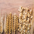 ears-of-wheat-rye-barley-oats
