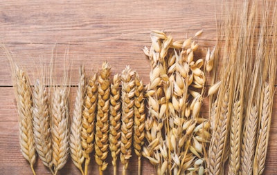 ears-of-wheat-rye-barley-oats
