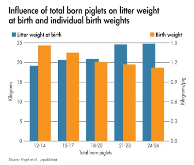 Despite the increase in litter weight, birth weight of the individual piglets is lower per pig in the largest compared to the smallest litters. (Krogh et al., unpublished)